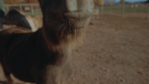 horse tapping camera